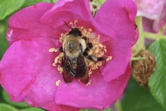 Bombus griseocollis