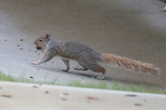 Sciurus carolinensis