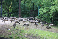 Branta canadensis