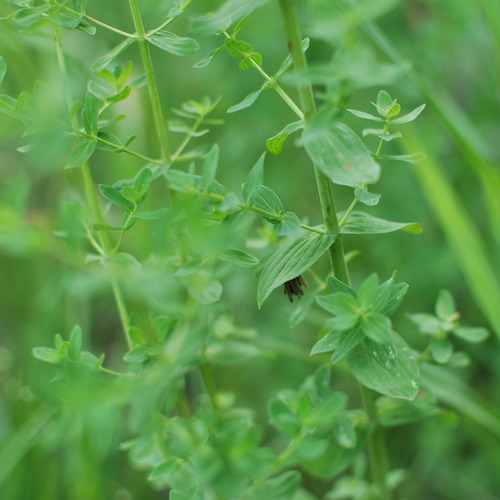 Hypericum perforatum