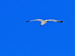 Ichthyaetus audouinii