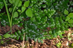 Asplenium subglandulosum