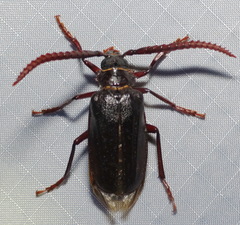 Prionus imbricornis