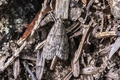 Scoparia penumbralis