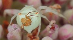 Thomisidae