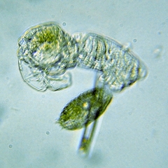 Colepidae