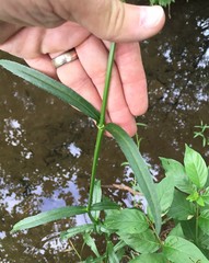 Physostegia angustifolia