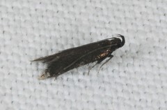 Monochroa tenebrella