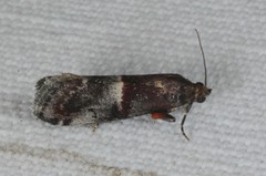 Acrobasis marmorea