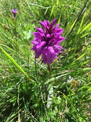 Dactylorhiza majalis