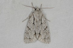 Acronicta psi