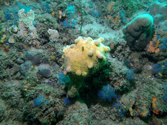 Pyura spinifera