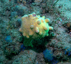 Pyura spinifera