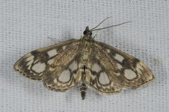 Anania coronata