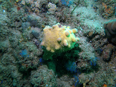 Pyura spinifera