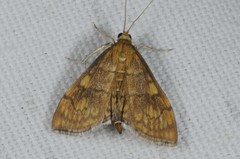 Anania verbascalis