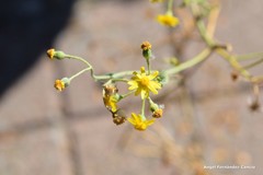 Senecio gallicus
