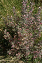 Echium asperrimum