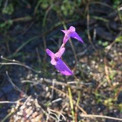 Utricularia dichotoma