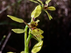 Diuris praecox