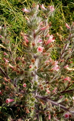 Echium asperrimum