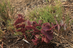 Hylotelephium maximum ruprechtii