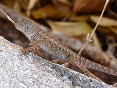 Sceloporus nelsoni