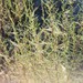 Artemisia campestris glutinosa - Photo (c) Ángel Fernández Cancio, μερικά δικαιώματα διατηρούνται (CC BY-NC), uploaded by Ángel Fernández Cancio