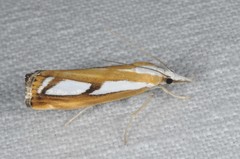 Catoptria