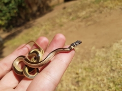 Psammophis angolensis