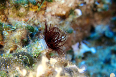 Cerianthus membranaceus