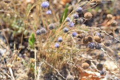 Jasione sessiliflora