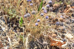 Jasione sessiliflora