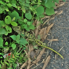 Chamaeleo zeylanicus