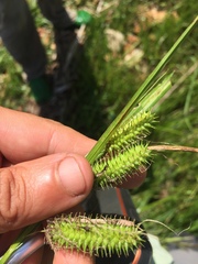 Carex pseudocyperus