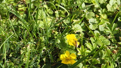 Halictus subauratus