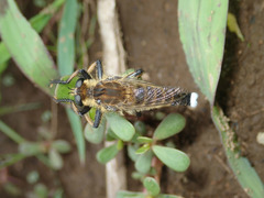 Promachus yesonicus