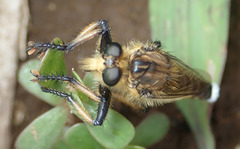 Promachus yesonicus