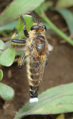Promachus yesonicus