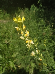 Linaria vulgaris