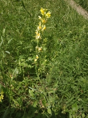 Linaria vulgaris