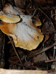 Crepidotus praecipuus
