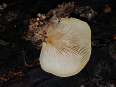 Crepidotus praecipuus