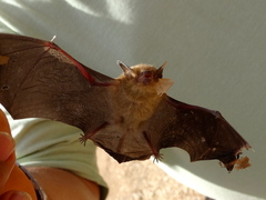 Rhogeessa parvula