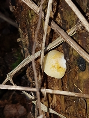 Crepidotus praecipuus