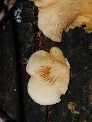 Crepidotus praecipuus