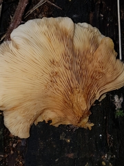 Crepidotus praecipuus
