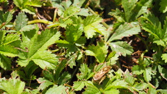 Halictus subauratus