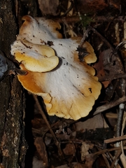 Crepidotus praecipuus