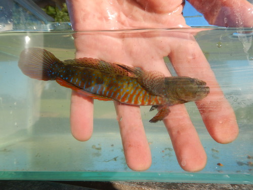 Cryptocentroides gobioides